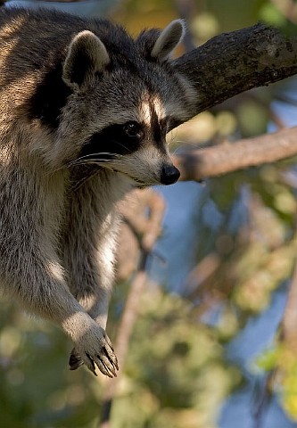 Waschbr Zoo Kln